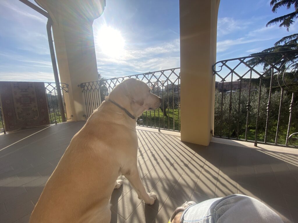 Un cane su un balcone, immagine dell’articolo Finché siamo qui
